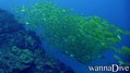 scuba diving photo