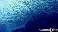 scuba diving photo