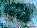 scuba diving photo