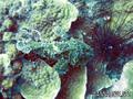 scuba diving photo