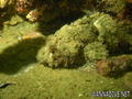 scuba diving photo