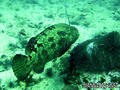 scuba diving photo