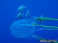 scuba diving photo