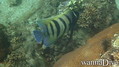 scuba diving photo