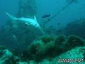 scuba diving photo