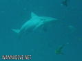 scuba diving photo
