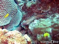 scuba diving photo