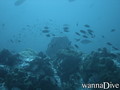scuba diving photo