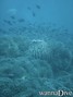 scuba diving photo