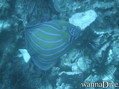 scuba diving photo