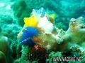 scuba diving photo