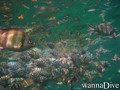 scuba diving photo