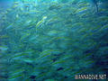 scuba diving photo