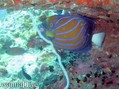 scuba diving photo