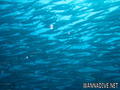 scuba diving photo