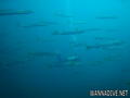 scuba diving photo