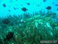 scuba diving photo