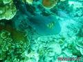 scuba diving photo