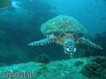 scuba diving photo