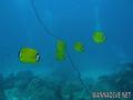 scuba diving photo