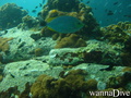 scuba diving photo