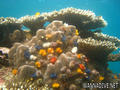 scuba diving photo