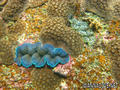 scuba diving photo