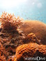 scuba diving photo