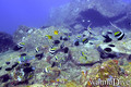 scuba diving photo