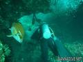 scuba diving photo