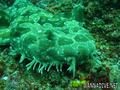 scuba diving photo