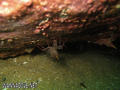 scuba diving photo
