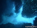 scuba diving photo