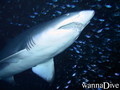 scuba diving photo