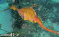 scuba diving photo