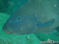 scuba diving photo