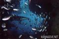scuba diving photo