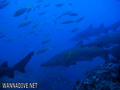 scuba diving photo