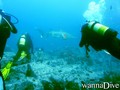 scuba diving photo