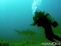 scuba diving photo