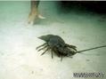 scuba diving photo