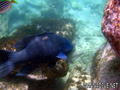 scuba diving photo