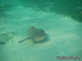 scuba diving photo