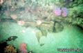 scuba diving photo