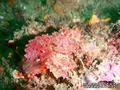 scuba diving photo