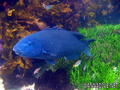 scuba diving photo