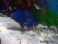 scuba diving photo