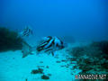 scuba diving photo