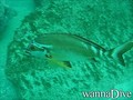 scuba diving photo