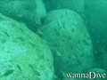 scuba diving photo